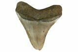 Fossil Megalodon Tooth - North Carolina #161445-1